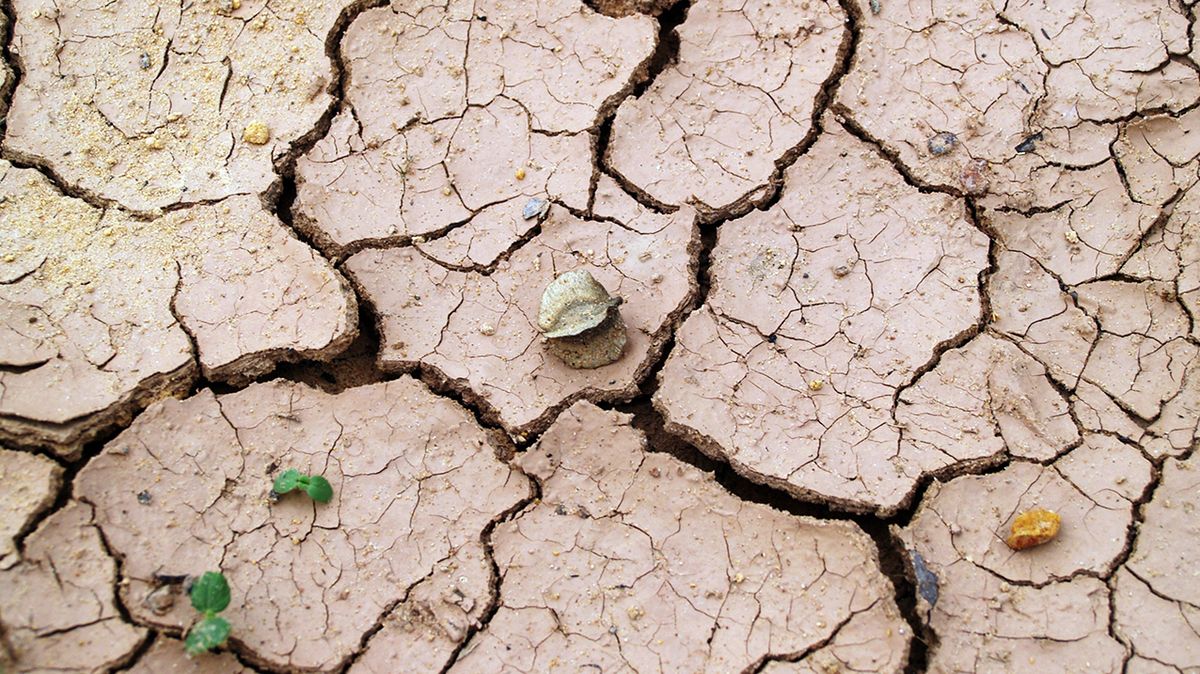 L’esclusiva sostanza del suolo aiuta a combattere la siccità